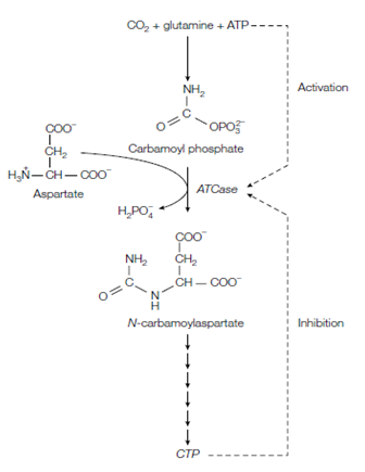 2488_Aspartate transcarbamoylase.png